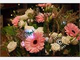 LED Floralyte (30 szt.) F 3 cm, Swiatelka w wielu kolorach